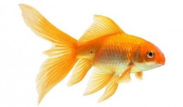 漫画金鱼,穿越时空的奇幻之旅